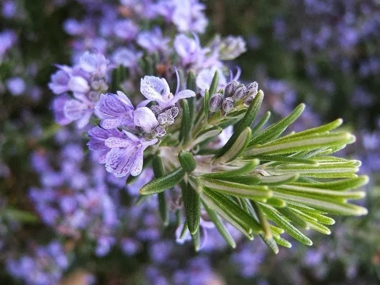 Live Rosemary Cuttings - 8 High-Quality Fast-Growing Plants - Rosmarinus officinalis - Culinary Herb for Gardens
