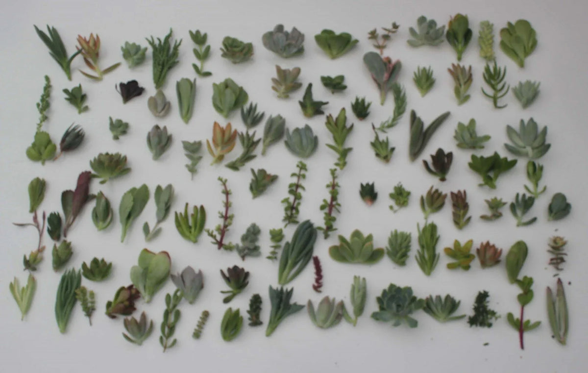 Succulent Cuttings Collection - 30 Unique Varieties - JIIMZ Succulents - Perfect for Gardening & Home Decor