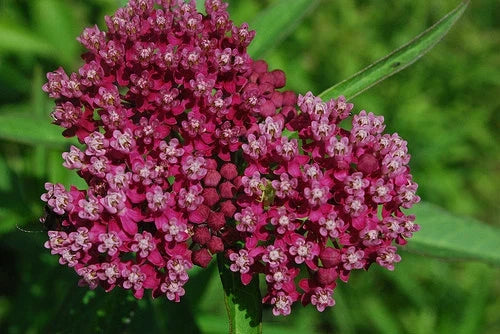 Swamp Milkweed Seeds 50 Pack Pink/Red Rose Asclepias incarnata - Attract Butterflies & Pollinators, Grown in USA