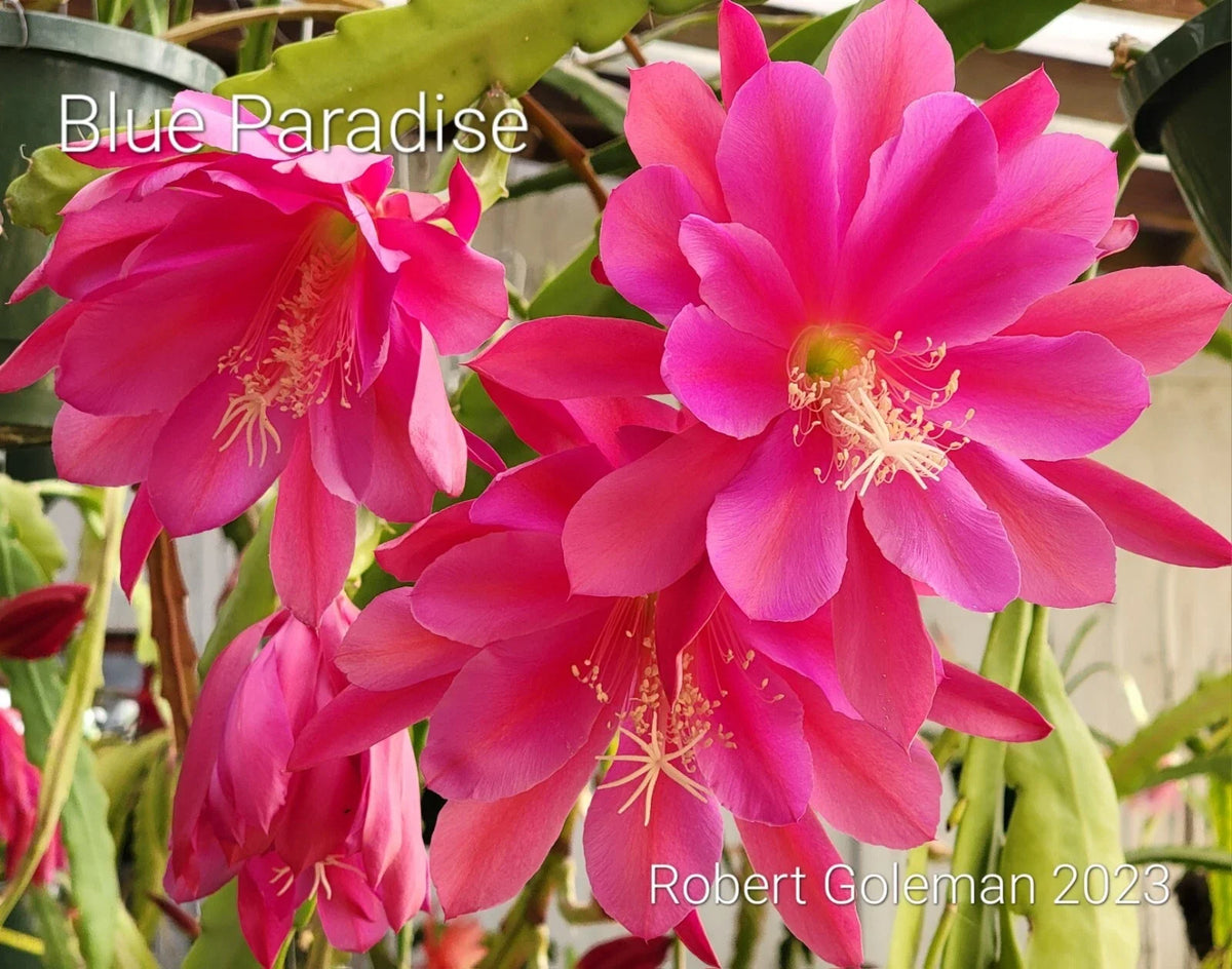 Unrooted Cutting Epiphyllum 'Blue Paradise' Rare Orchid Cactus Colorful Houseplant Unique Blooms