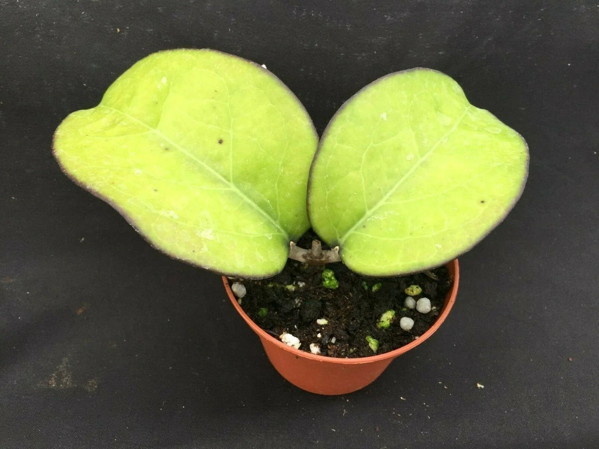 Hoya vitellina Rooted Plant 3" Pot | Rare Indoor Climbing Vine | Vibrant Green Foliage | Easy Care Houseplant
