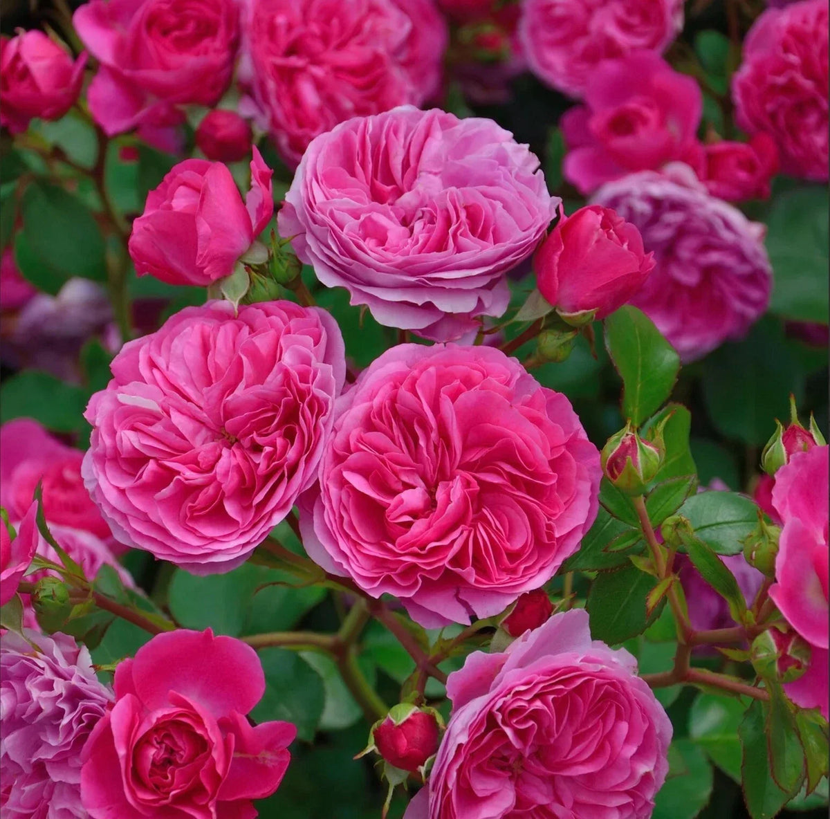 Baronesse Rosa Short Shrub Rose Plant 4" Pot - Compact Pink Blooms - Rosa 'Baronesse' - Low Maintenance Garden Plant