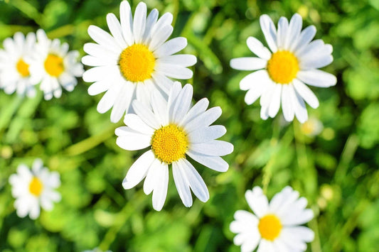 1,000 White Daisy Seeds - Shasta Daisy - Leucanthemum superbum - Easy to Grow Perennial Flower Seeds for Garden