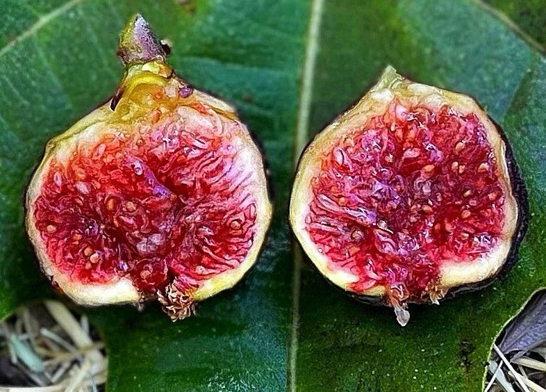 Dwarf Fig Tree Starter Plant - Fignomenal Variety - Ficus carica - Compact Indoor/Outdoor Gardening