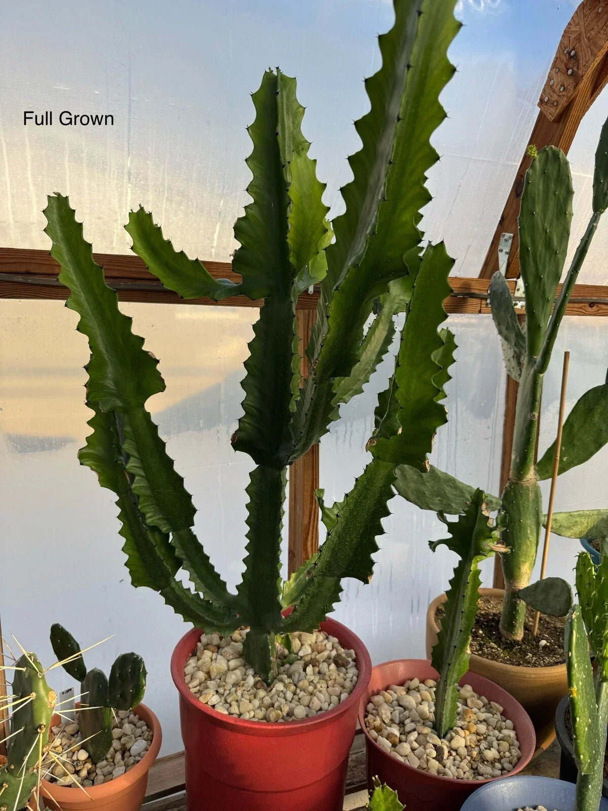 Candelabra Cactus Starts - Rooted Euphorbia Lactea Haw - Fast Growing Succulent for Home Decor and Gardens