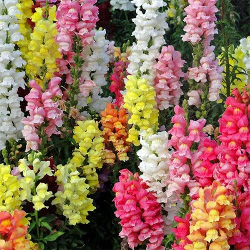 Snapdragon Seeds | Magic Carpet Mix | Heirloom Edible Flowers | Antirrhinum majus | 100 Seeds