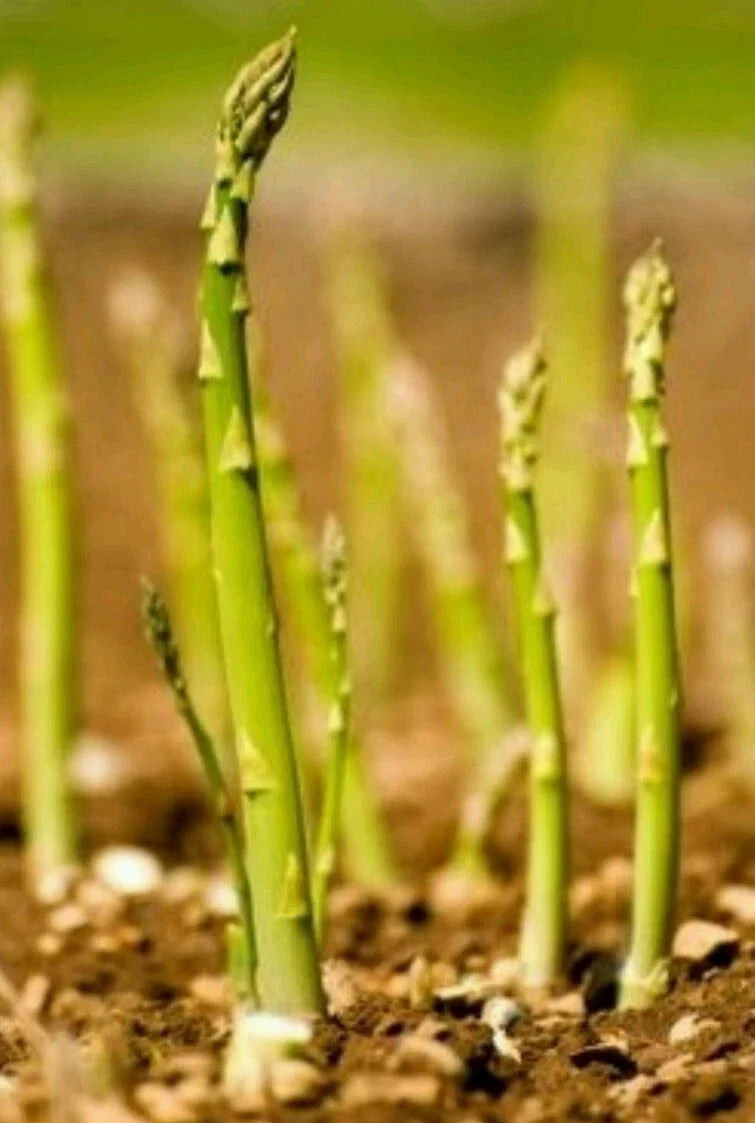 Asparagus Seeds 100 Count Mary Washington Non-GMO Open Pollinated Asparagus officinalis