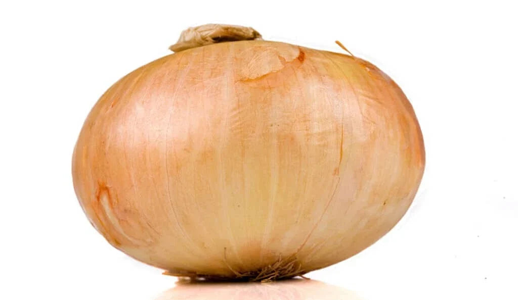 Vidalia Onion Seeds - 500+ Count - Sweet Variety - Allium cepa - Non-GMO Garden Planting