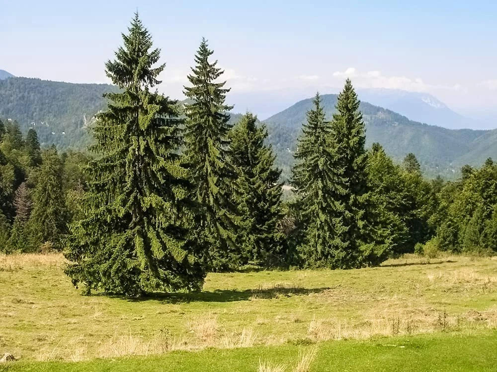 Norway Spruce Tree Seeds - 50 Pack - Picea Abies - Evergreen Tree Seeds for Planting, Landscape, Privacy Screen