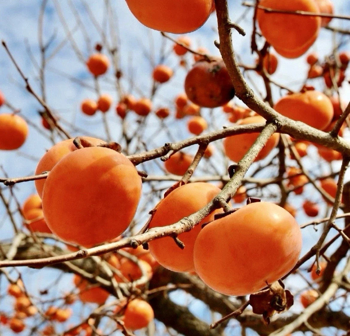 Persimmon Tree Cuttings - Diospyros kaki - Hardy Fruit Tree for Rooting and Grafting - Easy to Grow, Sweet Persimmons