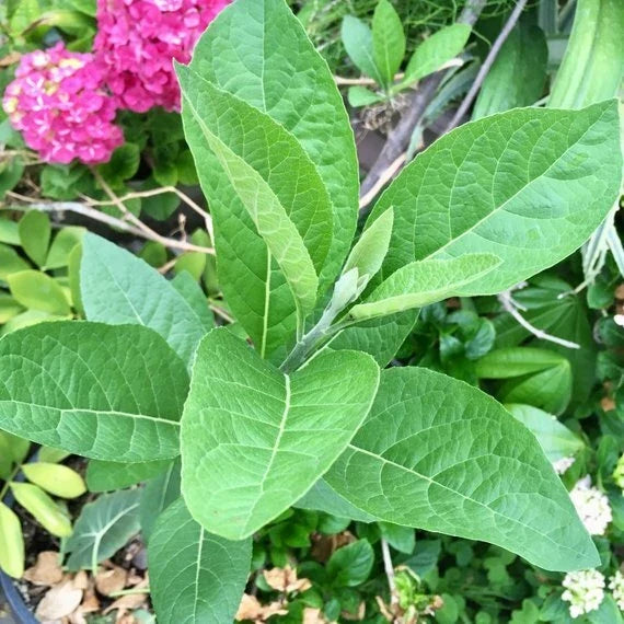 African Bitter Leaf Live Starter Plant 4-Inch Pot Vernonia amygdalina Medicinal Herb for Diabetes Natural Health Benefits