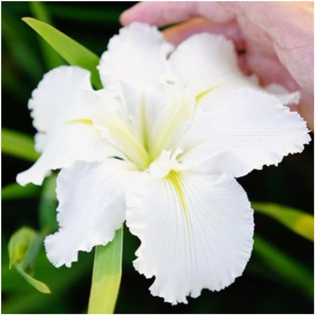 Iris Plant 3 Fans Waihi Wedding True White with Green Veining Iris germanica