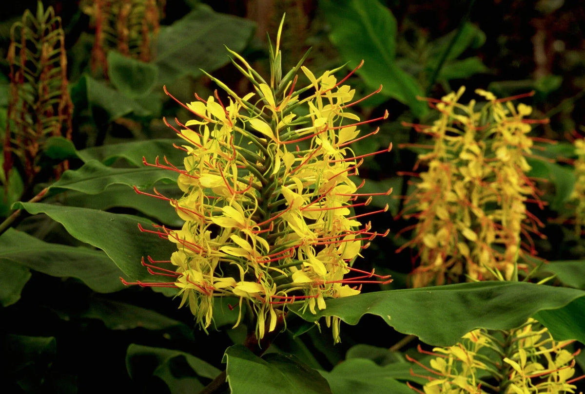 Hawaiian Kahili Yellow Ginger Root - 1 Root Pack - Hedychium gardnerianum - Fragrant Yellow Flowers, Tropical Foliage