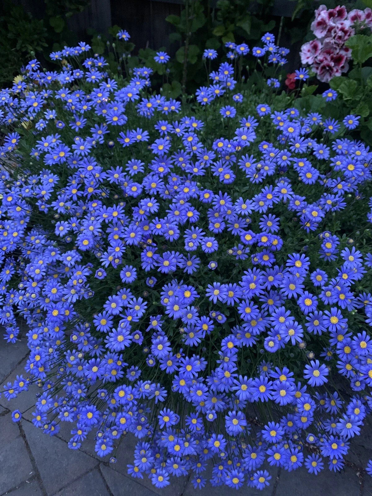 Blue Daisy Plant 3-Pack - Live Perennials - Felicia amelloides in 3" Pots - Vibrant Blue Flowers for Garden