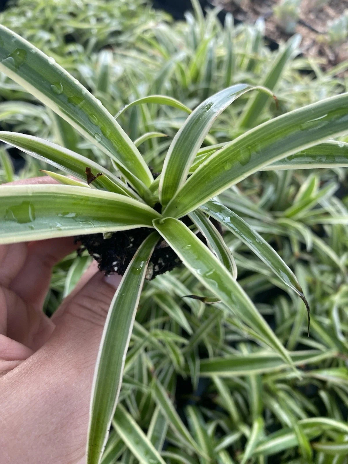 Zebra Spider Plant Plug - Variegated Green & White - Chlorophytum comosum - Easy Care Indoor Houseplant