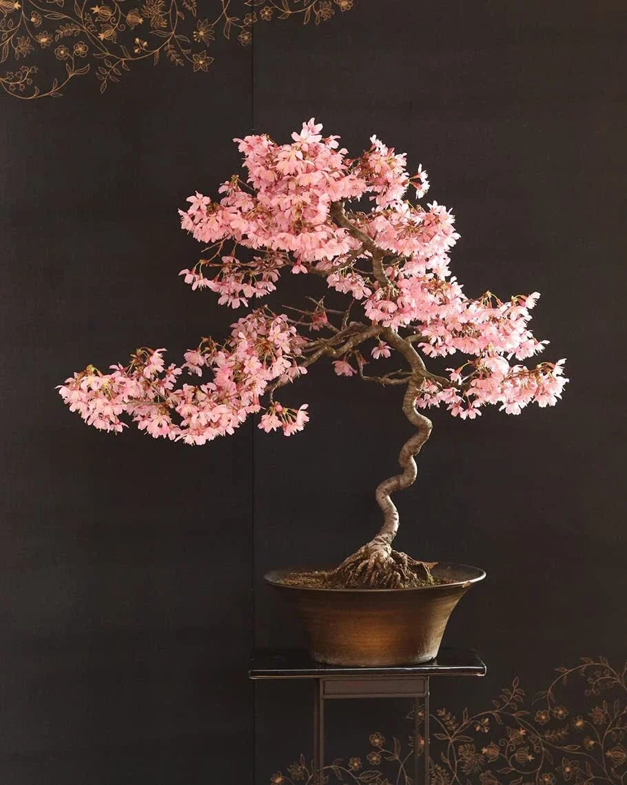 Japanese Flowering Cherry Blossom Seeds - 30 Pack - Sakura (Prunus serrulata) - Perfect for Bonsai Cultivation