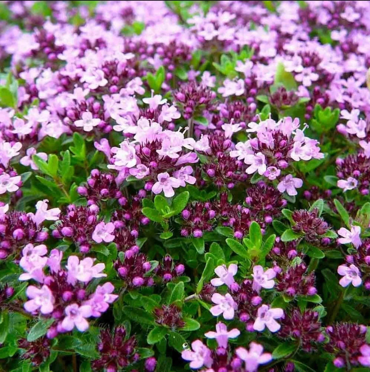 Mother of Thyme Herb Plug, 3"x3", Low-Growing Perennial Ground Cover, Thymus serpyllum, Pollinator-Friendly, Aromatic