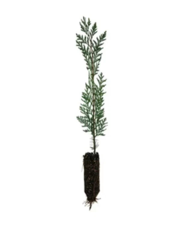 4 Eastern Red Cedar Seedlings 12-18" Organic Trees Juniperus virginiana - Bare Root, Free Shipping