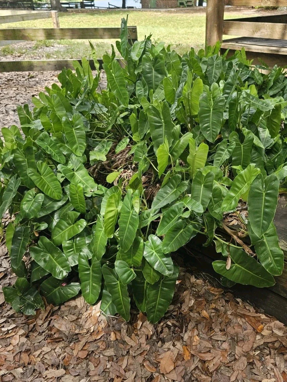 Philodendron Cutting with Roots - Burle Marx Variety - Ideal for Indoor & Outdoor Planting - Philodendron 'Burle Marx'