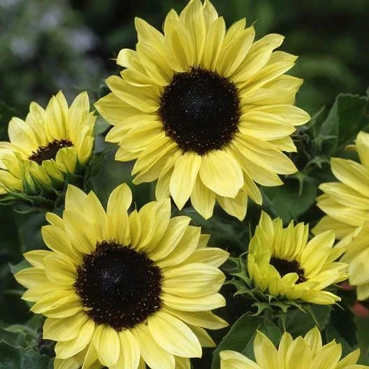 Sunflower Seeds 100 Non-GMO Moonshine Pale Yellow Cut Flower Helianthus annuus for Pollinators