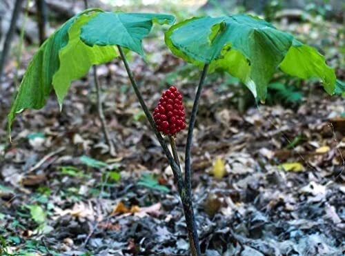 30 Wild American Ginseng Seeds - Organic Heirloom Medicinal Herb - Panax quinquefolius - Perfect for Shaded Gardens