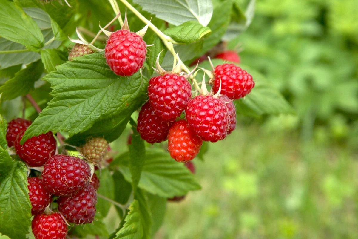 Boyne Early Season Red Raspberry Bare Root Canes - 2 Year Old - Rubus idaeus 'Boyne' - Hardy Fruit Plant for Garden