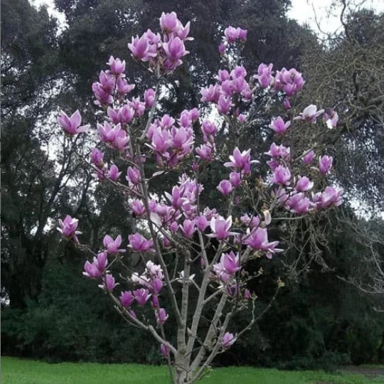 3" Saucer Magnolia Seedling - Flowering Bush Tree - Magnolia x soulangeana - Fragrant Blooms for Garden