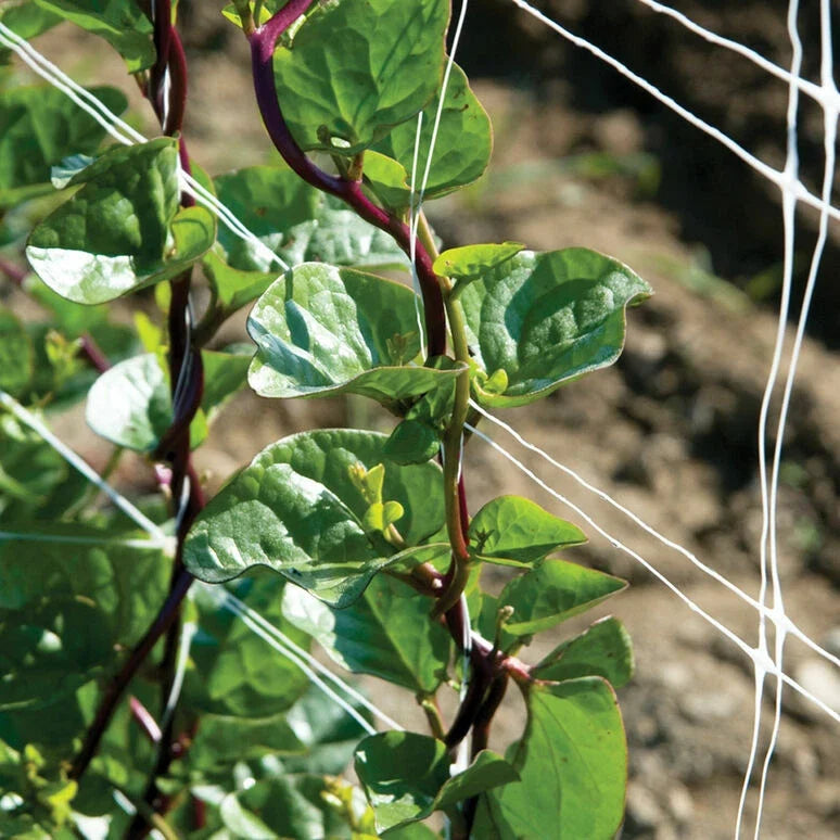 Red Stem Malabar Spinach Seeds - 75 Non-GMO Seeds - Basella alba "rubra" - Vibrant Climbing Vine for Garden
