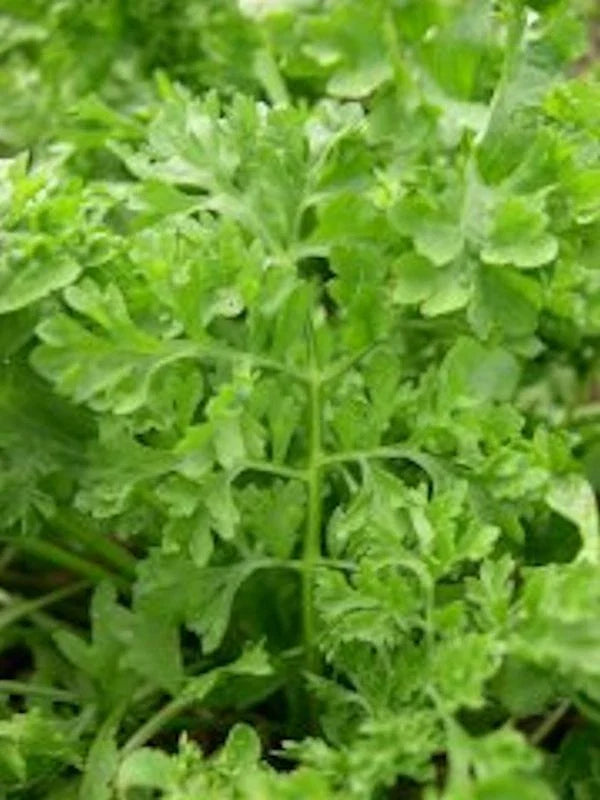 Curled Garden Cress Seeds - 5000 Non-GMO Heirloom Seeds - Lepidium sativum - Fresh Culinary Greens for Home Gardens