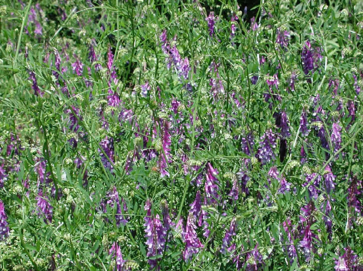 Hairy Vetch Seeds Bulk - Nitrogen Fixer Cover Crop for Tomato - Vicia villosa - Non-GMO Companion Planting Seeds