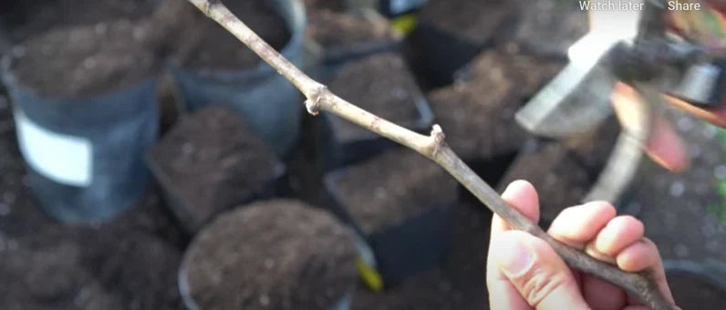 Organic Kyoho Grape Cuttings - 6 Fresh Cuttings for Planting - Vitis vinifera 'Kyoho' - Sweet, Juicy Grapes for Home Garden