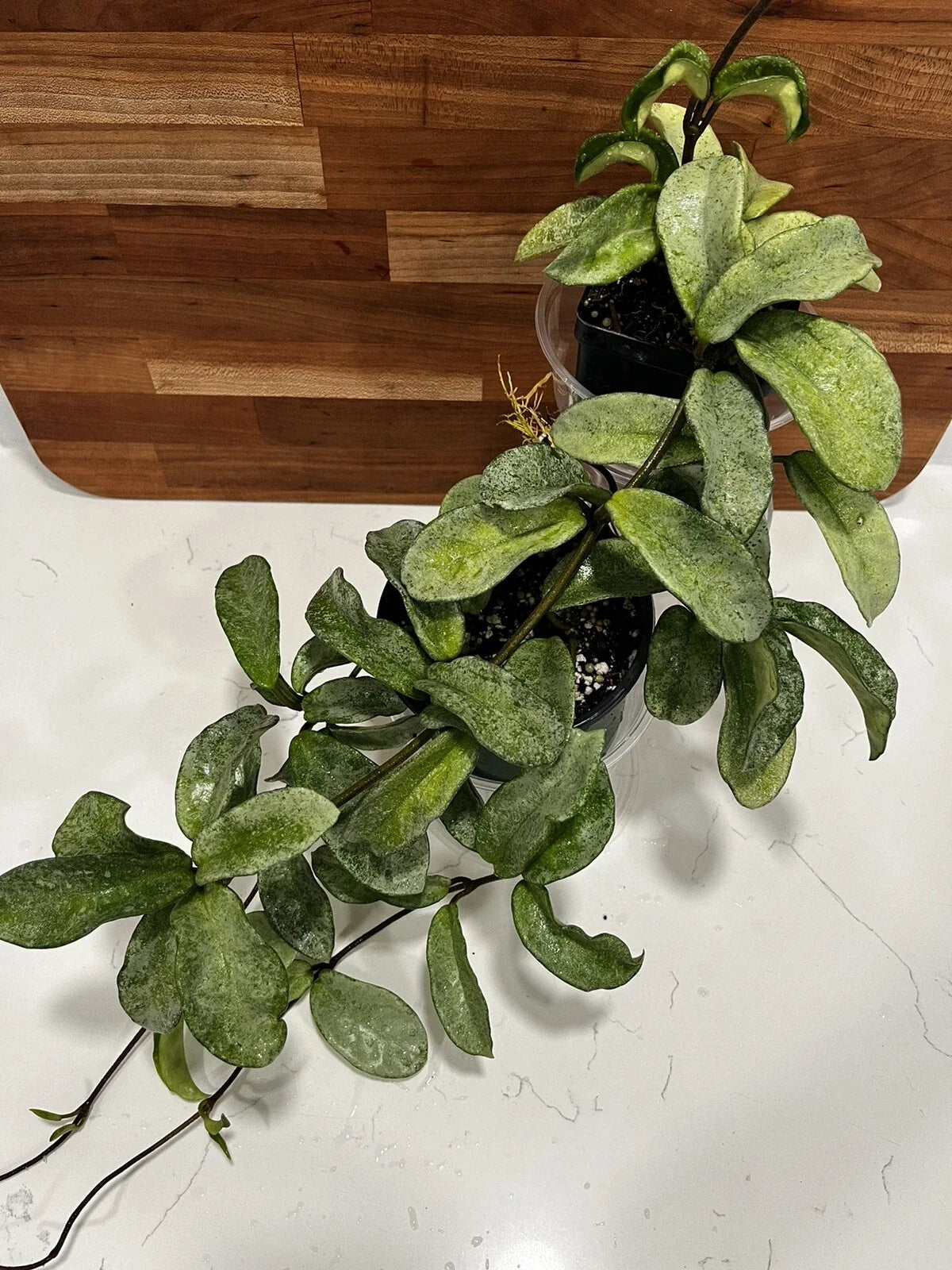 Hoya Carnosa 'Grey Ghost' Rooted Cutting, Rare Indoor Plant, Easy Care Houseplant, Exotic Foliage, Hoya carnosa