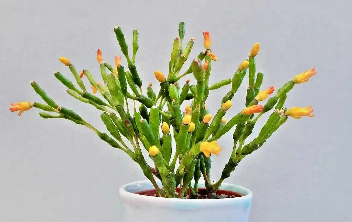 Dancing Bones Cactus 2" Plant | Hatiora salicornioides | Unique Succulent for Home Decor & Collection