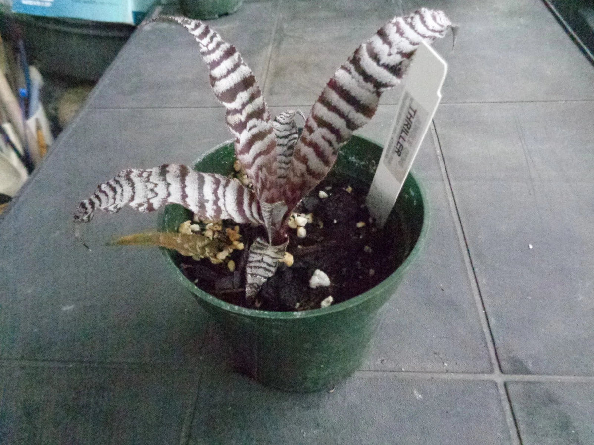 Cryptanthus Thriller Bare Root Plant - Earth Star Bromeliad - Colorful Foliage - Cryptanthus spp. - Indoor Air-Purifying Plant
