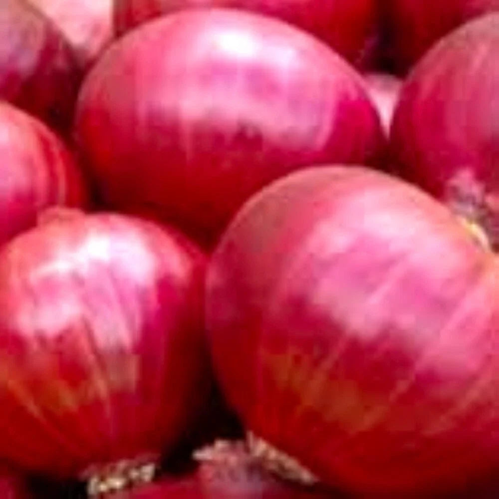 Red Creole Onion Seeds | NON-GMO Heirloom | Allium cepa | Medium Globe-Shaped Red Onions for Fresh Cooking