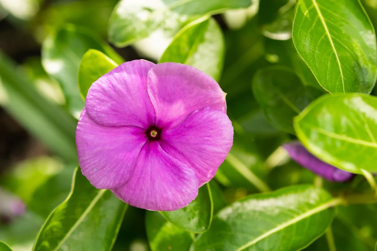 Vinca Seeds 100 Count - Sunsplash Deep Pink Flowers - Catharanthus roseus - Non-California Shipping