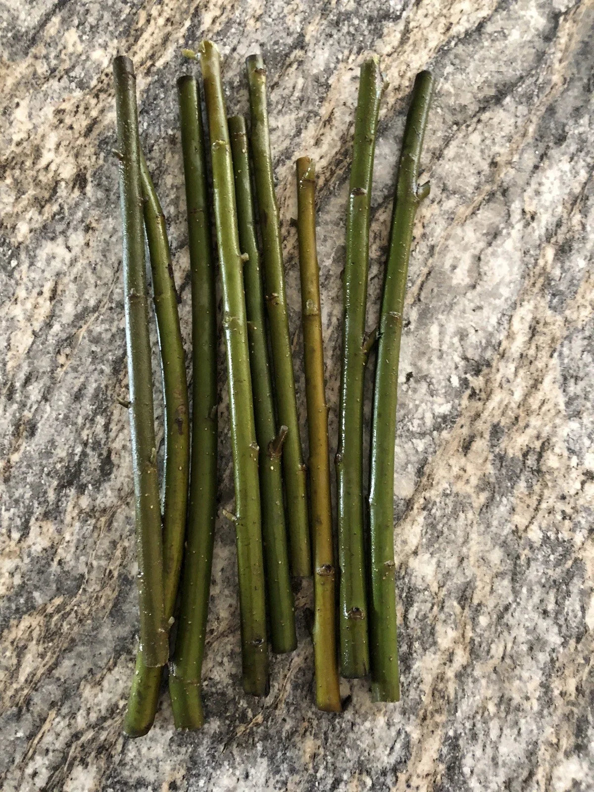 Austree Hybrid Willow Tree Cuttings - 10 Pack - Fast Growing - Salix × sepulcralis - Ideal for Privacy Screens and Erosion Control