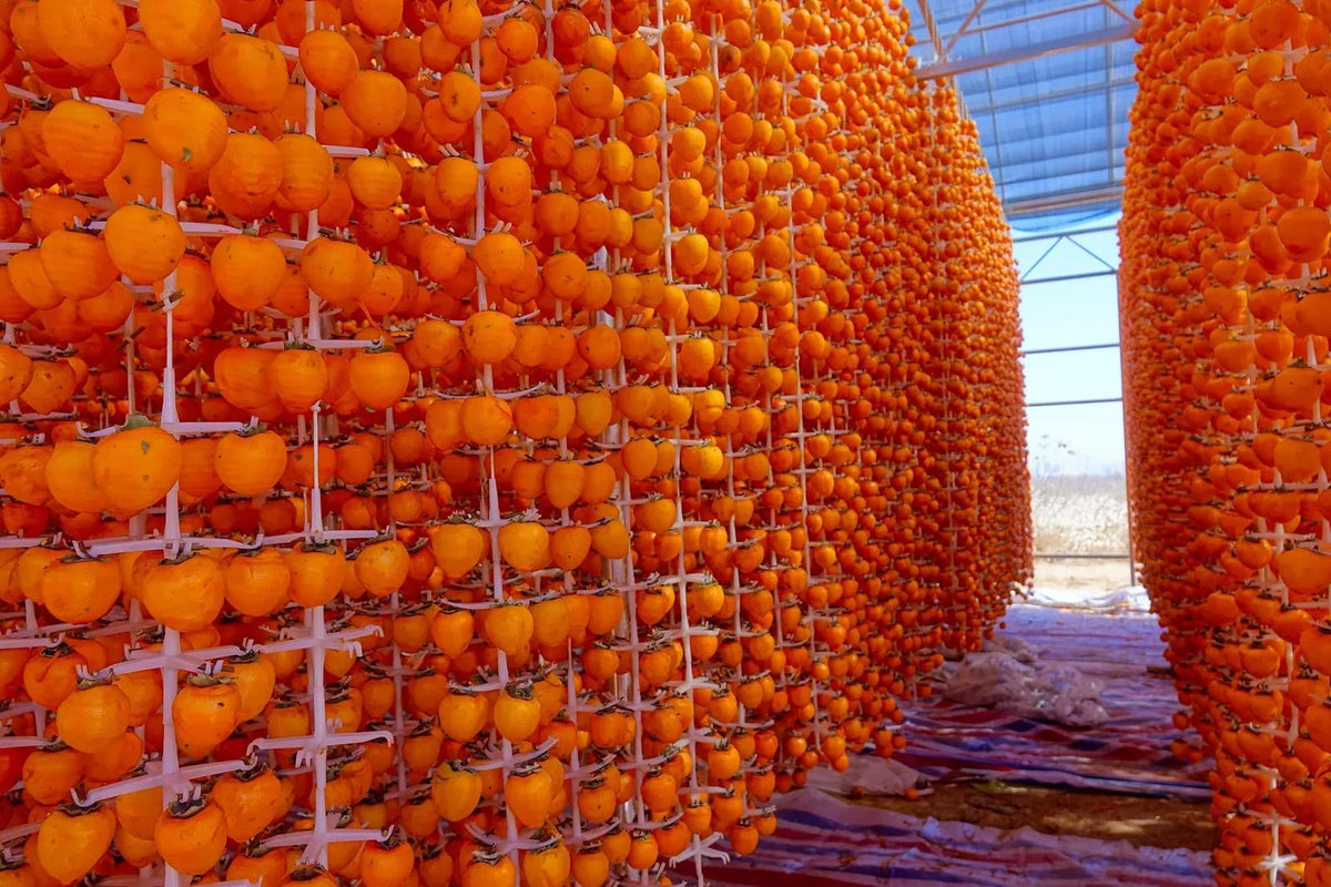 American Persimmon Tree Seeds - 20 Pack - Diospyros virginiana - Grown in USA, Ships from Iowa