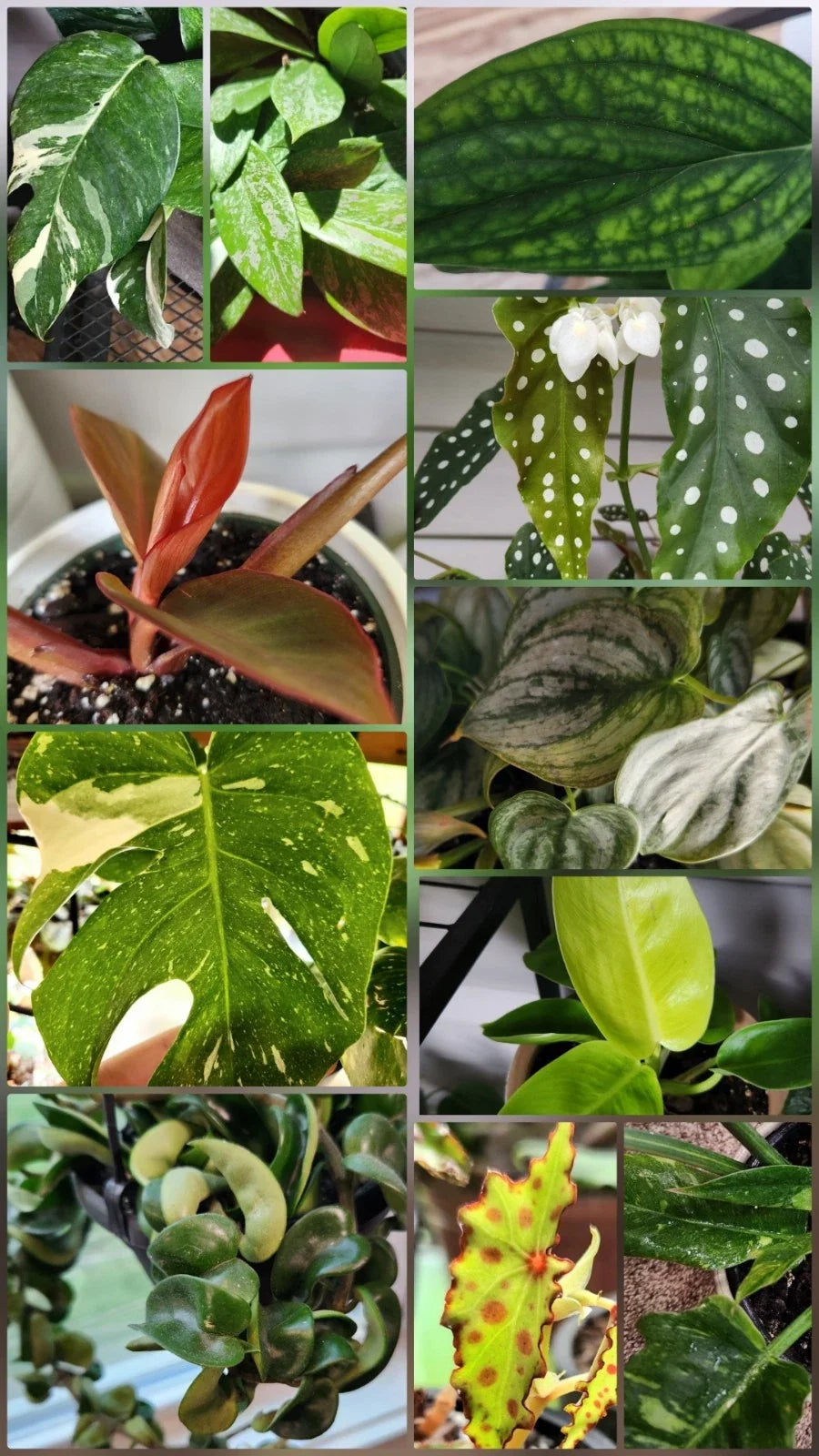 Assorted Plant Cuttings Bundle of 5 - Indoor Plants for Propagation - Pothos, Spider Plant, Various Species