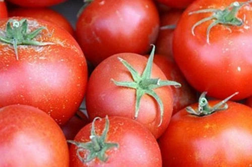 Bonny Best Scarlet Tomato Seeds - 5000 Count - Solanum lycopersicum - High Yield for Canning & Fresh Slicing