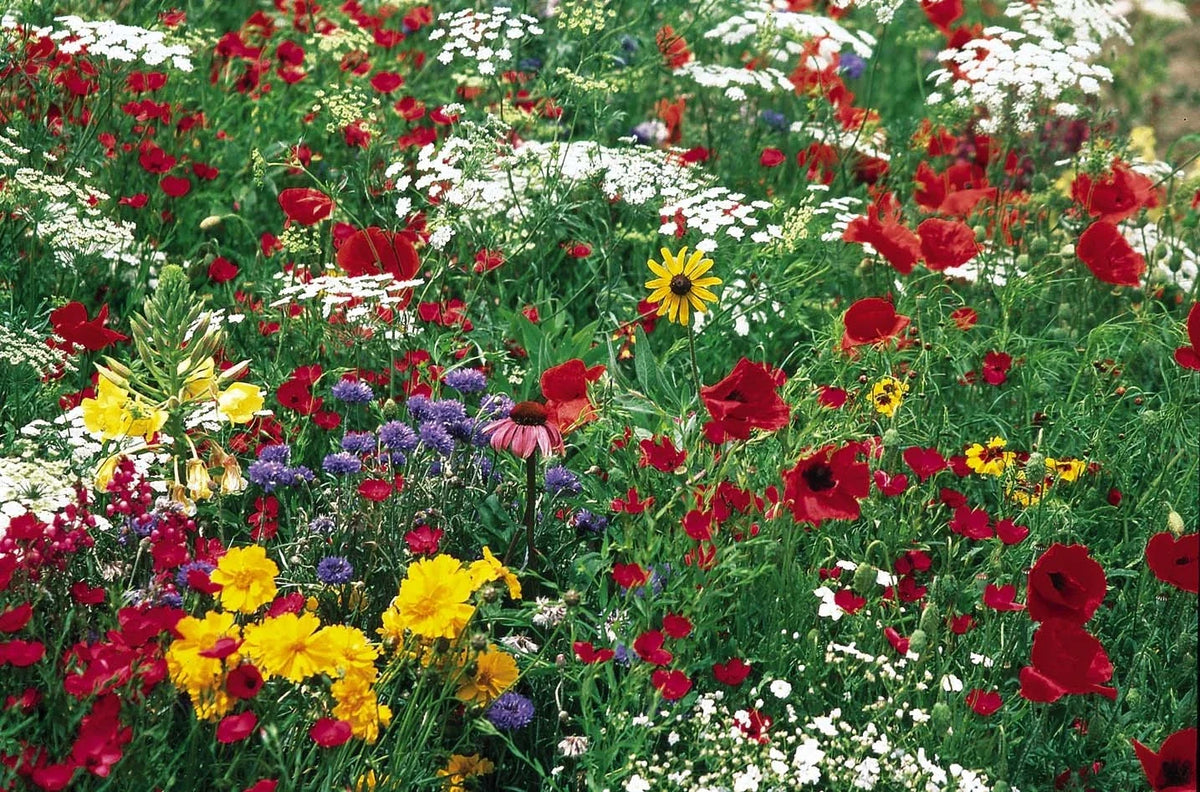 Midwestern Wildflower Mixture Seeds - Native Pollinator-Friendly Blend - Various Species - Non-GMO Garden Seeds