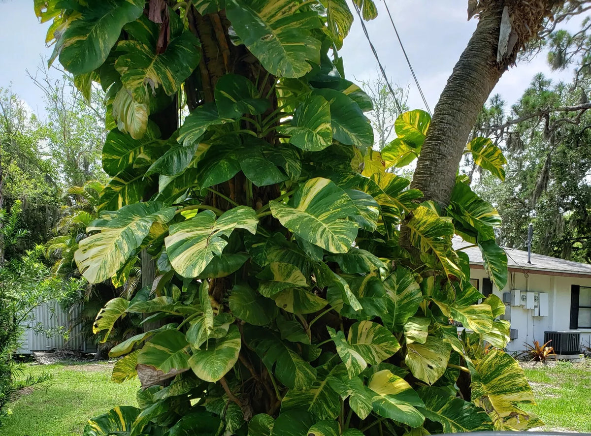 Giant Variegated Golden Pothos Plant 2.5" Pot | Climbing Hawaiian Variety | Epipremnum aureum | Indoor Outdoor Garden