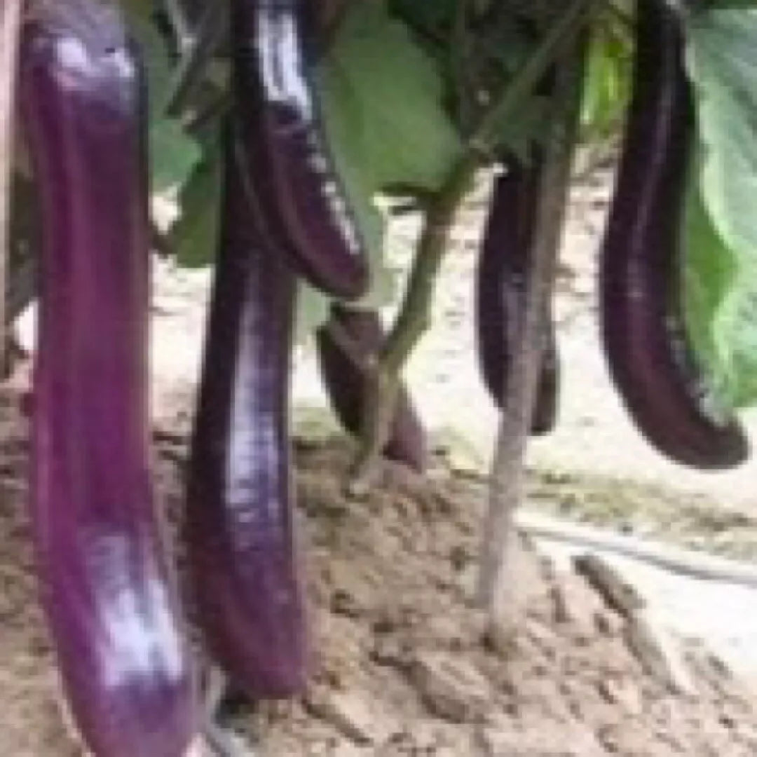 Long Purple Eggplant Seeds - 250+ Non-GMO - Asian Vegetable - Solanum melongena - USA