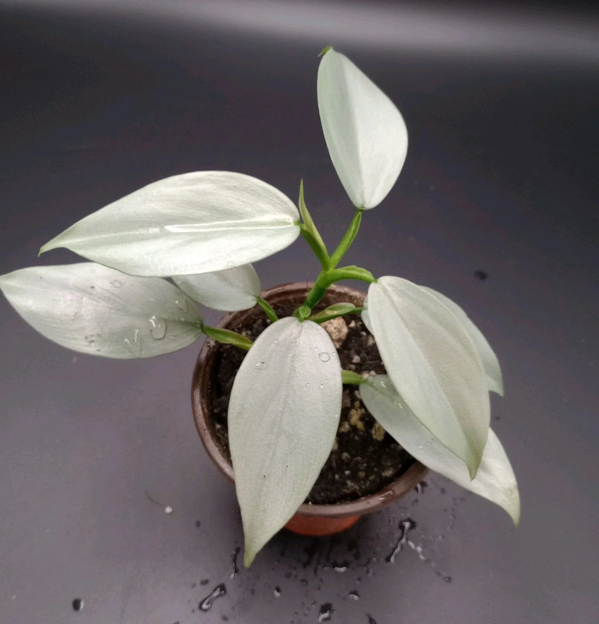 Philodendron Silver Sword Plant - 3.5" Pot - Rare Houseplant - Philodendron hastatum - Indoor Decor