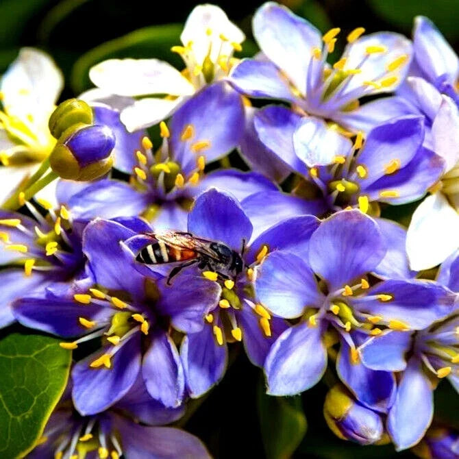 Lignum Vitae Tree Seeds | 20 Premium Seeds | Exotic Hardwood | Guaiacum officinale | Rare Variety for Gardening and Bonsai