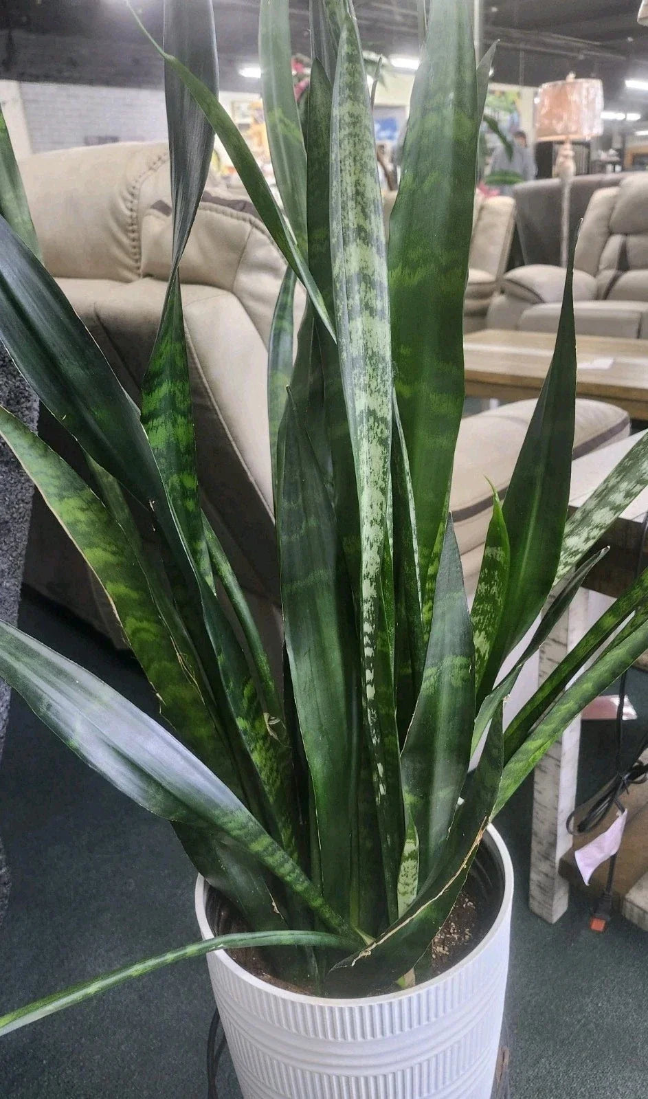 Sansevieria Leaf Cuttings 4 Pack - Snake Plant Indoor Houseplant - Easy Care Succulent - Sansevieria trifasciata