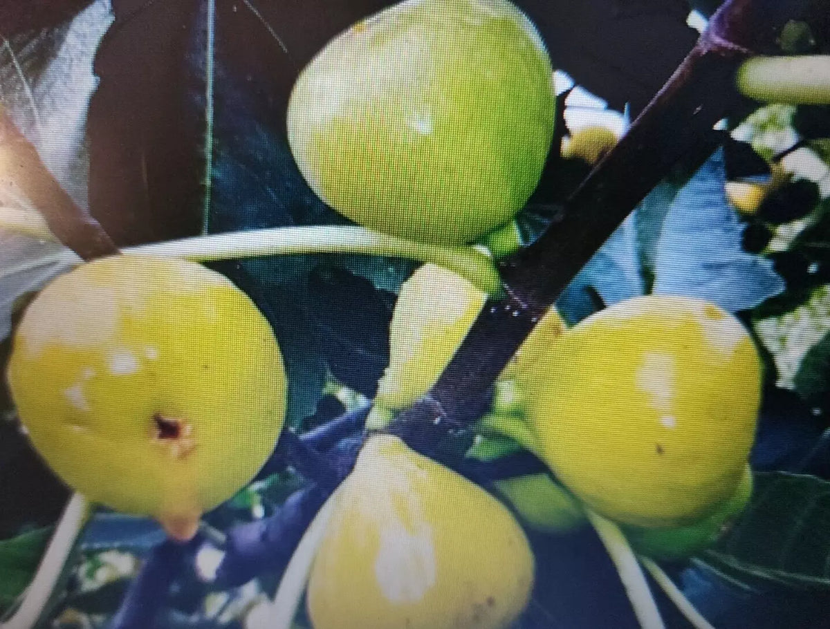 Lattarula Honey Fig Tree Seeds - 200+ Seeds, Sweet Figs, Ficus carica 'Lattarula' - Italian Honey Fig for Garden & Patio