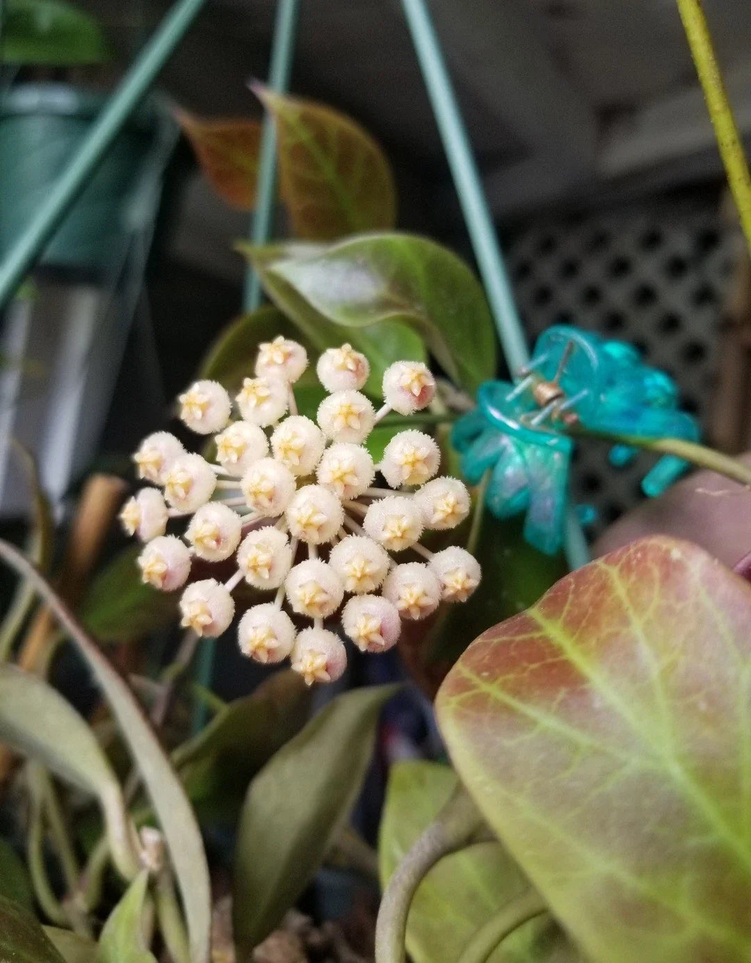 Hoya Sunrise Plant 3" Pot | Variegated Leaves | Hoya pubicalyx | Easy Care Indoor Plant