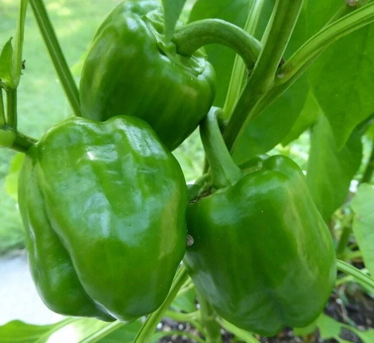 Emerald Giant Bell Pepper Seeds - 50+ Non-GMO Sweet Vegetable Seeds - Capsicum annuum for Home Gardens and Containers