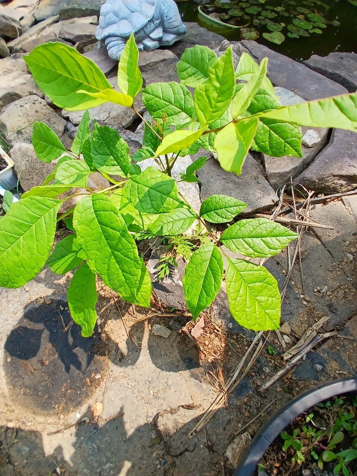 Live American White Ash Tree Plant 1-3 Years Old Well Rooted Fraxinus americana 8-40" Tall Native Landscaping Tree
